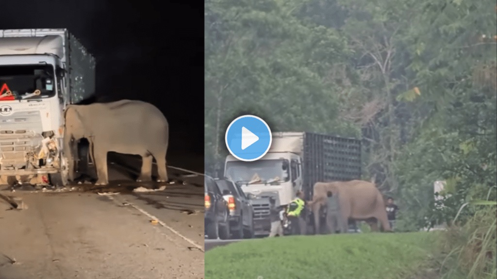 
डोळ्यादेखत पिल्लाला ट्रकने चिरडल्यानंतर दुख व्यक्त करत हत्तीण सकाळपर्यंत तेथेच उभी होती. (सौजन्य -jklamlam
 and 
worldanimalnews_? instagram)