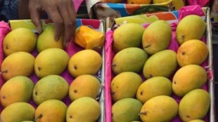 hapus mango season ending