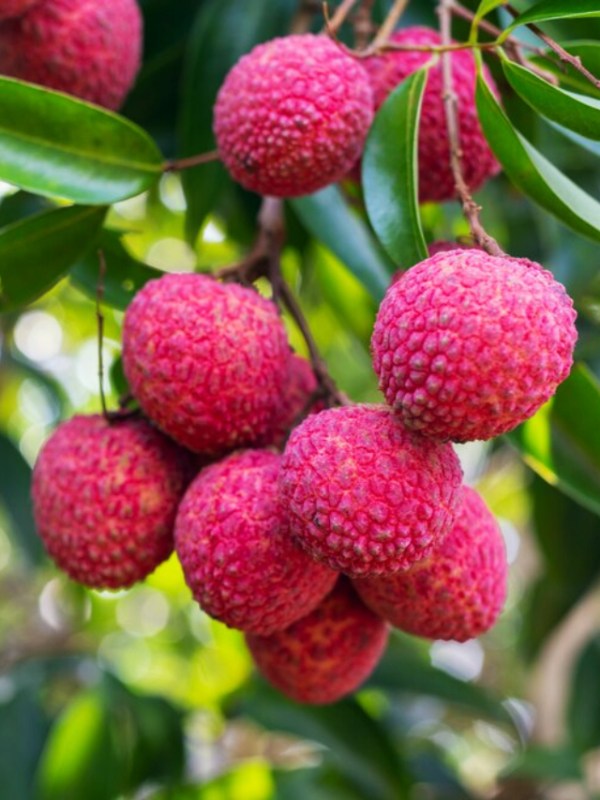 Health Benefits Of Eating Lychee Litchi