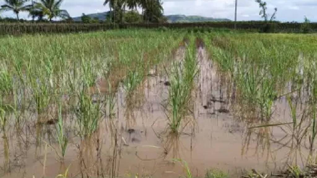 Heavy rains in Akola during the summer months have caused major damage to agriculture and property has also been damaged in many places