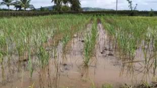 Heavy rains in Akola during the summer months have caused major damage to agriculture and property has also been damaged in many places