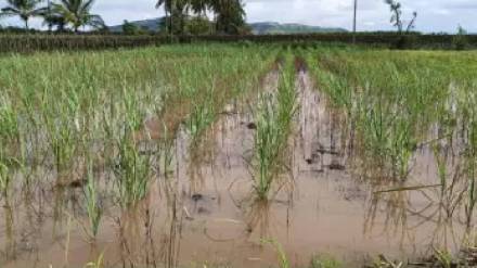 Heavy rains in Akola during the summer months have caused major damage to agriculture and property has also been damaged in many places
