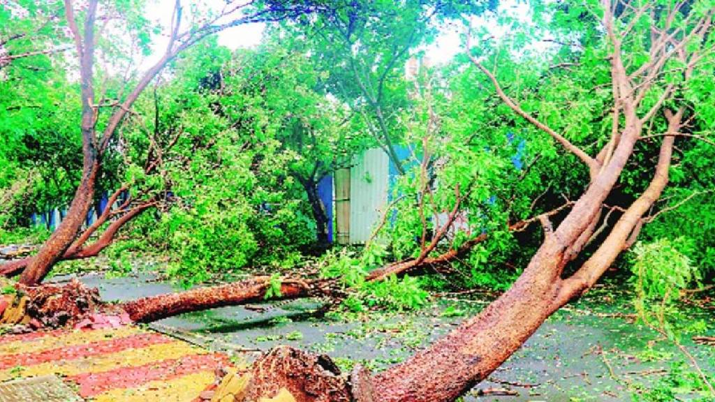 trees fell at 13 places due to heavy rains in the city Fortunately no one was injured in the incident