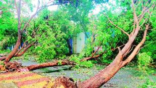 trees fell at 13 places due to heavy rains in the city Fortunately no one was injured in the incident