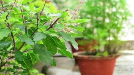 tulsi plant care tips | How To Make Tulsi Plant Green summer