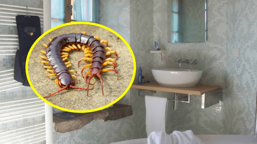 How to get rid of centipedes in house naturally