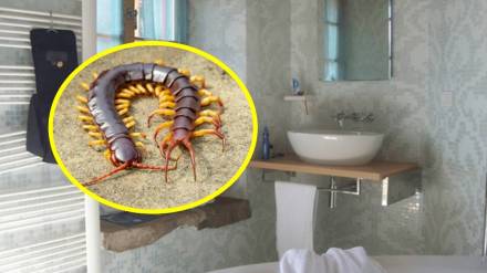 How to get rid of centipedes in house naturally How to get rid of centipedes in house naturally