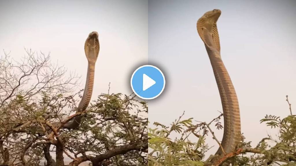 King Cobra viral video King Cobra viral video