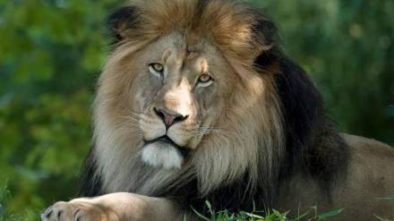 Lion Census in Gujrat
