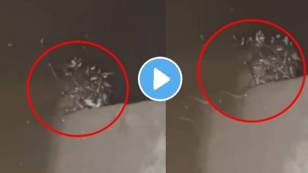 Shocking video maharajganj more than 70 snakes in toilet tank people got scared after seeing them