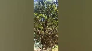 Unseasonal rains delayed Uttan mango season causing 50 percent yield loss and financial damage