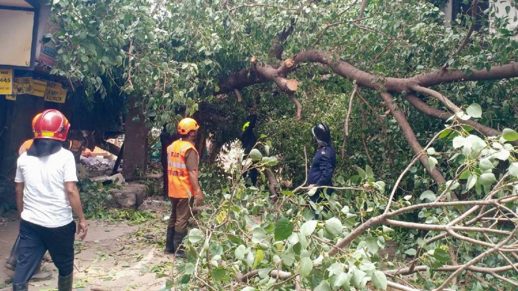 Thane tree falls in Raghunath Nagar damaging three vehicles