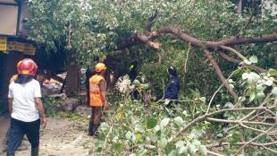 Thane tree falls in Raghunath Nagar damaging three vehicles