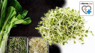 Health benefits 5 sprouted vegetables you should avoid consuming sprouts salad side effects