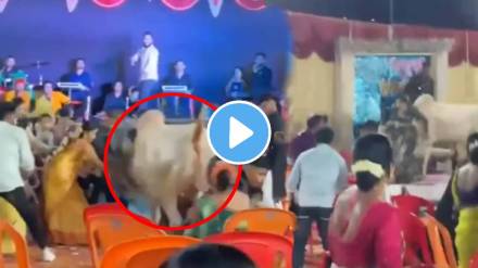 Bull Attacks People During Haldi Ceremony In Kalyan shocking video goes viral on social media