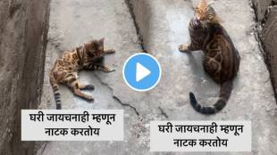 Cat talking in marathi fight with Man Funny video viral on social media