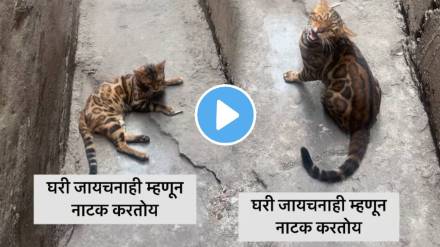 Cat talking in marathi fight with Man Funny video viral on social media