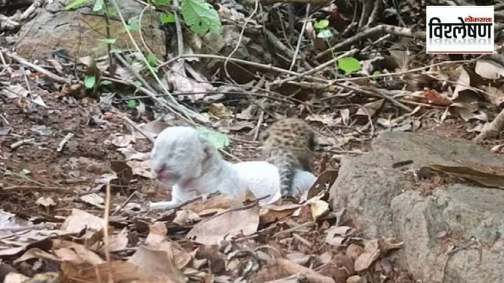 black leopards, white leopard, Maharashtra, melanistic,