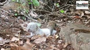 black leopards, white leopard, Maharashtra, melanistic,