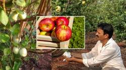 लोकशिवार : हिमालयातील सफरचंदाची सह्याद्रीच्या पायथ्याला शेती
