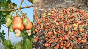 sawantwadi ethanol production news