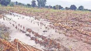 Minister Makarand Jadhav Patil ordered immediate Panchnama of crop damage from May pre monsoon rains
