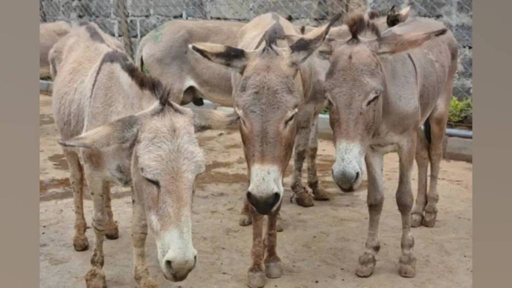 sangli on donkey day animal relief society provided lifelong care for 350 donkeys at brick kilns sangli on donkey day animal relief society provided lifelong care for 350 donkeys at brick kilns