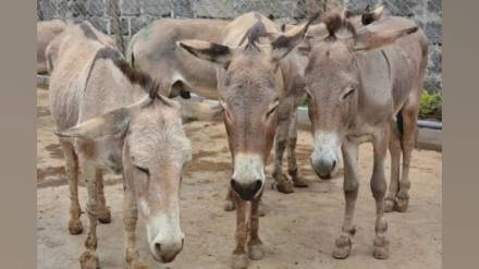 sangli on donkey day animal relief society provided lifelong care for 350 donkeys at brick kilns