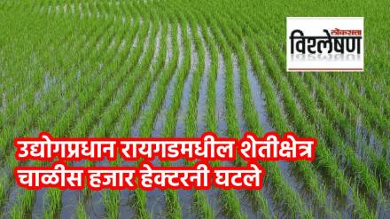 Agricultural in raigad declined news in marathi
