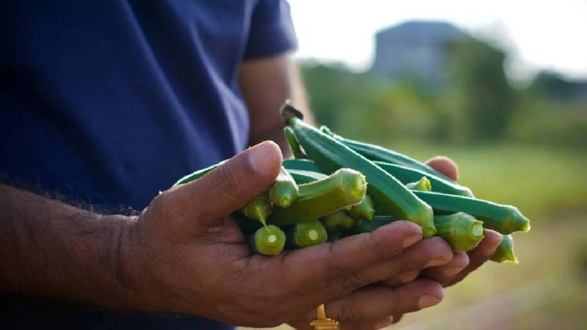 Never eat these foods with okra