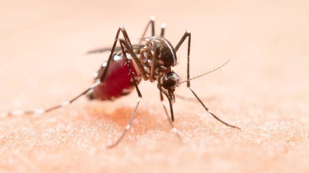 Dengue death reported in Kalyan