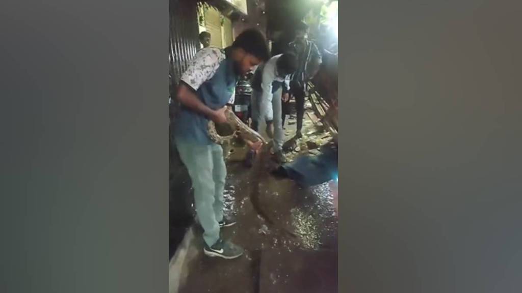 Python, Mumbra station area, Mumbra ,