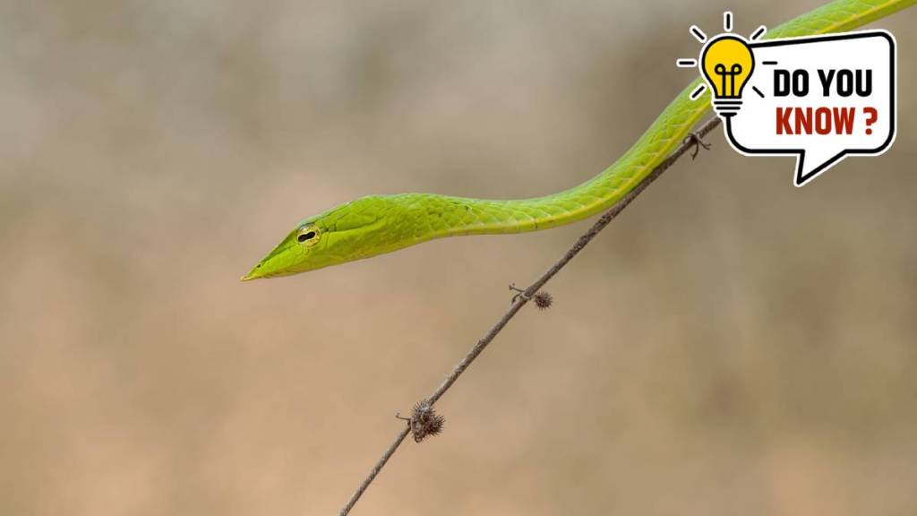 World’s Smallest Snake World’s Smallest Snake