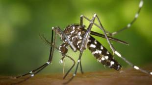 Best Home Remedies for Dengue Mosquitoes