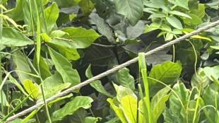 vasai electrocution death