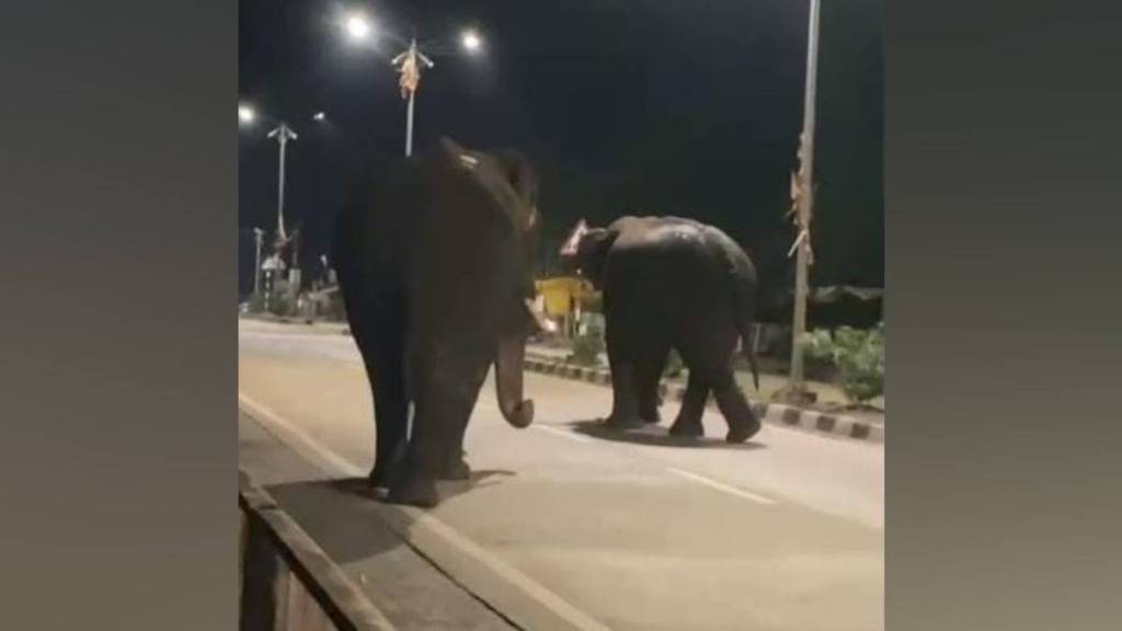 tusker elephants , elephants Gadchiroli ,
