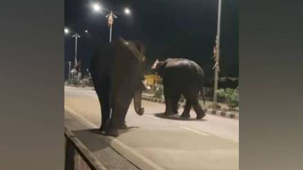 tusker elephants , elephants Gadchiroli ,