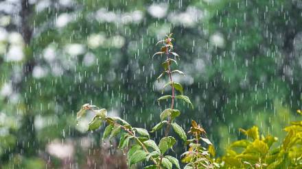 rainfall in solapur