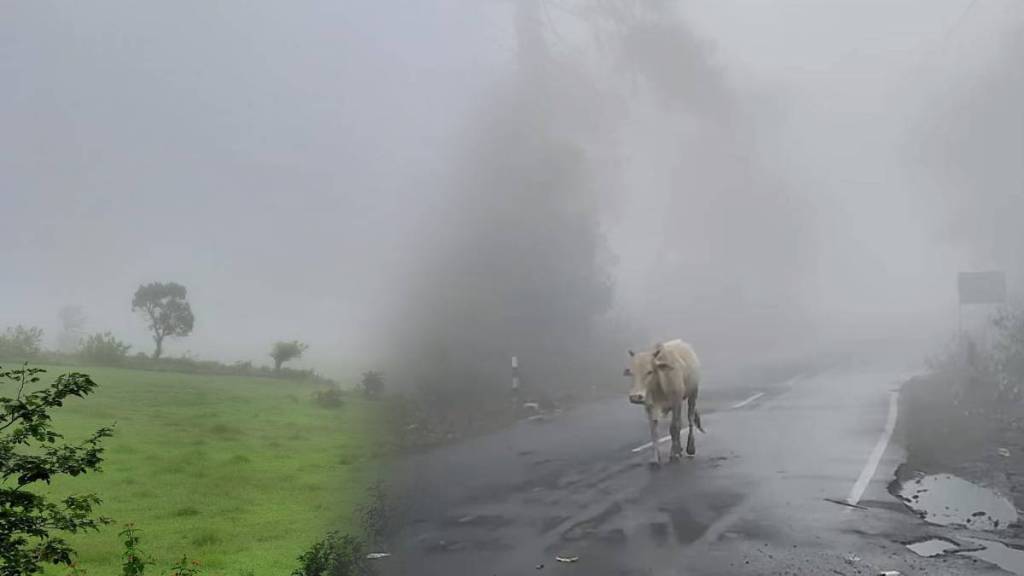 Amravati melghat chikhaldara dense fog Amravati melghat chikhaldara dense fog