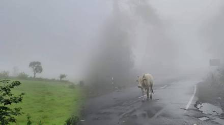 Amravati melghat chikhaldara dense fog