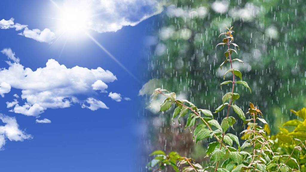 Maharashtra monsoon news in marathi Maharashtra monsoon news in marathi