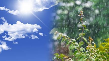 Maharashtra monsoon news in marathi