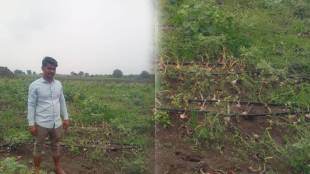 nashik rain loksatta news