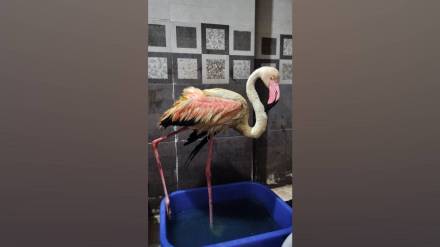heavy rains injured animals in Mumbai advocates rescued over 30 affected on Monday