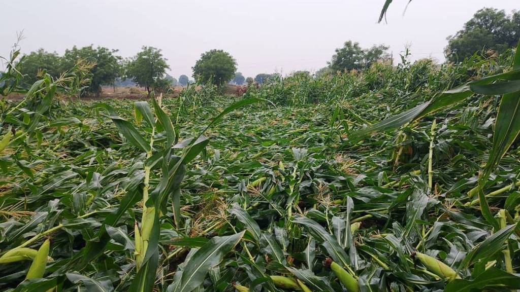 Unseasonal May rains damaged 16000 hectares of crops affecting 50 588 farmers in 994 villages