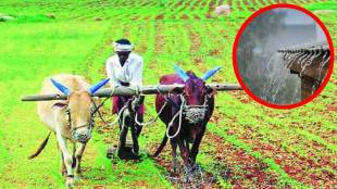 rain Kharif sown crops now face serious risk
