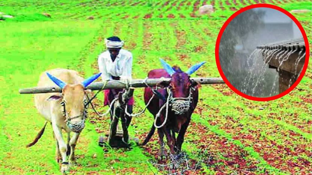 maharashtra double sowing problem statistics heavy rain paddy plantation delay kharif season progress