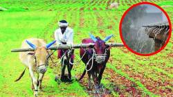 अतिवृष्टीमुळे १७ हजार हेक्टरवर दुबार पेरणीचे संकट; जाणून घ्या, कोणत्या जिल्ह्यांत होणार दुबार पेरणी