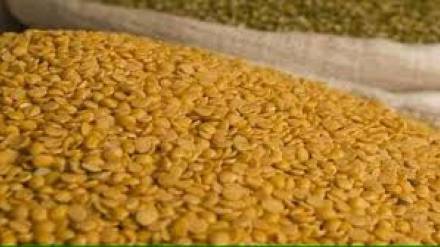 tur procurement in state stalls as farmers show poor response for 100 days