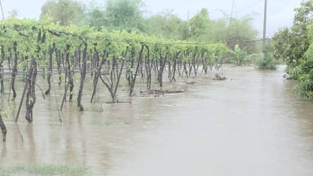Sangli Rains Delay Rabi Season